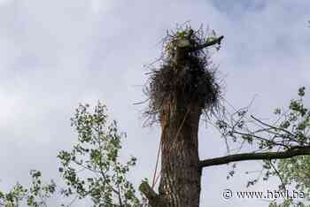 Verzwakte ooievaarskuikens groeien als kool in Vogel- en Zoogdierenopvangcentrum