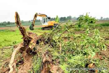 Archeologen geschokt over gerooide boomgaard in Rosmeer: “Ondergrond zit vol resten uit steentijd”