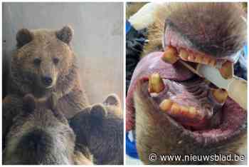 Berin Sandra herenigd met welpjes na levensreddende tandingreep: “Ze stellen het goed”