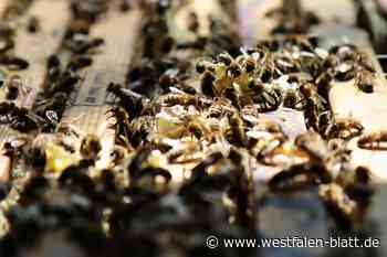 Imker Hubert Otto aus Höxter hat 640.000 Angestellte