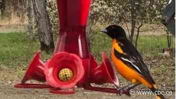 We asked, you answered — Signs of spring are popping up all over northwestern Ontario