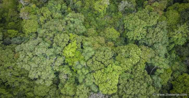 Big Tech thinks it can plant trees better than everyone else