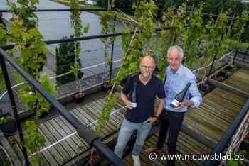 Wijn uit wijngaard op Hasselts dak wordt exclusief geveild voor het goede doel