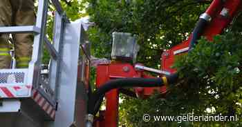 Groot wespennest dicht bij woning, brandweer moet imker komen helpen