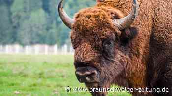 Rinderart ist überraschender Klima-Held – großes Potenzial