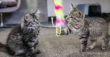 Edmonton International Cat Festival returns for 10th anniversary ‘pawty’