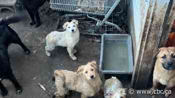 Regina Humane Society rescues 26 dogs from 'deplorable conditions'