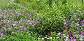 It’s Okay To Mow In May, But To Help Pollinators, Add Native Plants