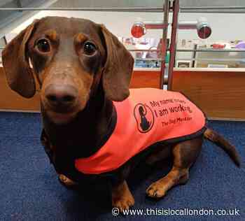 Kilburn Grange School's mental health therapy dog Neo