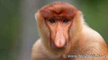 Unravelling the mystery of the 'world's ugliest animal': Scientists reveal why male proboscis monkeys have large, phallic noses - and say they're crucial for mating success