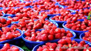 Nemi è tra i Comuni più belli d'Italia: festa "doppia" alla Sagra delle Fragole