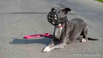 Österreich: Tödliche Beißattacke – Hundehalterin muss doch nicht ins Gefängnis