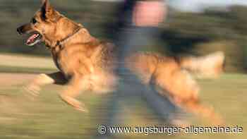 Hund beißt Mann in den Rücken