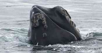 Right whale sighting leads to closure of lobster fishing area off northeastern N.B.