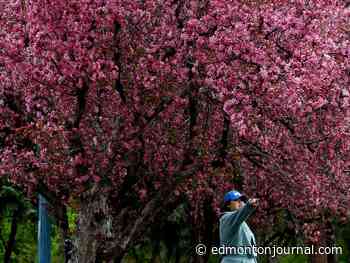 Edmonton weather: Another grey day, but sunshine ahead