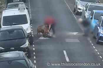 Blithdale Road Abbey Wood: ‘Dangerous’ and ‘violent’ dog attack