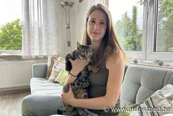 Vermiste kat Yaro wordt na 320 dagen plots levend en wel aangetroffen: “Ik gaf de hoop op dat ik hem ooit nog zou zien”