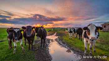 Symptome in den Augen: Zweiter Mensch mit H5N1-Viren von Kühen infiziert