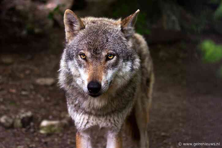 Provincie Gelderland mag wolf voorlopig niet verstoren met paintballgeweer