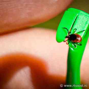 Ze vallen niet uit bomen en houden van schaduw: feiten en fabels over de teek