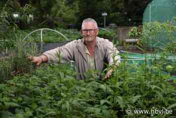 Moestuinen bezwijken onder hevige regenval: “Zaden komen niet uit”