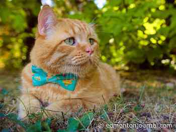 Edmonton International Cat Festival celebrates 10 years as a feline love-in with glorious purr-pose