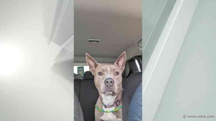 In shelter for more than a year, Trudy needs a home