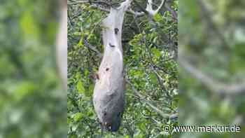 „Nicht anfassen!“: Frau findet ominöses Nest im Wald – Video sorgt für Diskussion