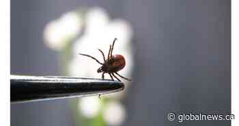 Saskatchewan is in peak tick season. What you can do to keep you and your pets safe