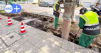So verschafft die Stadt ihren Bäumen mehr Platz
