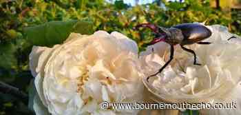 Wildlife charity needs volunteers to find endangered species