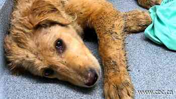 WATCH | 26 dogs pulled out of ‘awful’ conditions at Regina home