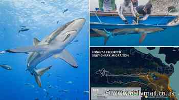Fin-tastic stuff! Shark swims 17,000 miles across the Pacific Ocean - smashing the previous record almost six-fold