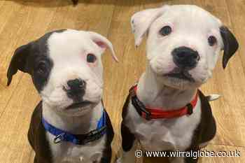 Celandine Wood Animal Rescue 'will not euthanise 50 dogs'