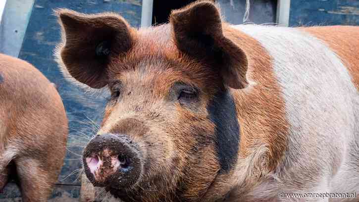 Herenboeren plukken iedere week letterlijk de vruchten van hun noeste werk