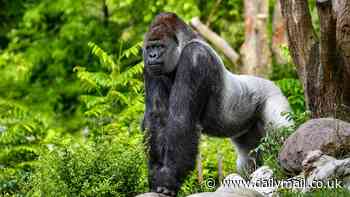 Why gorillas have such small penises: Scientists uncover the genetic mutation behind apes' 'modest' 1.1-inch genitalia - and it could explain why some men are infertile