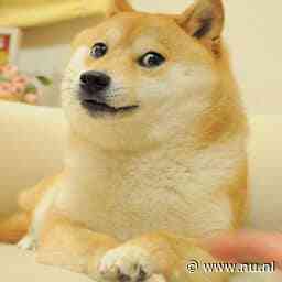 Wereldberoemde hond Kabosu uit talloze internetmemes overleden