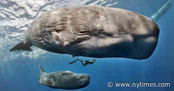 Whales Have an Alphabet