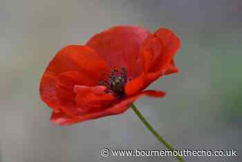 Letter: 'What happened to the beautiful poppies?'