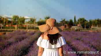 La Festa della Lavanda di Roma
