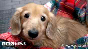 Vet prescription fees could be capped by watchdog