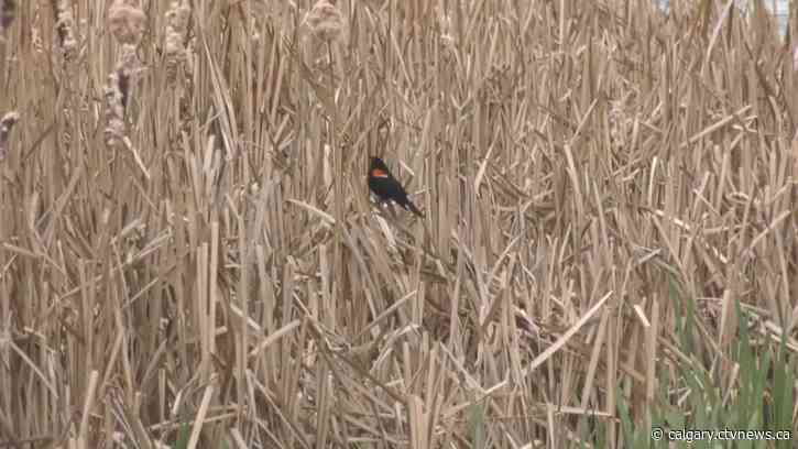 Calgary's growing birding community concerned about migration, light pollution