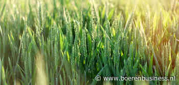Weer is het fundament onder tarwemarkt