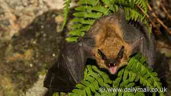 Urgent rabies warning to pet owners as disease-riddled bats are discovered across US