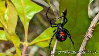 One of the deadliest spiders in the world is resurfacing in the US - here's what to look out for