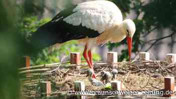 Autofahrer in Weyhausen aufgepasst: Störche in Lebensgefahr