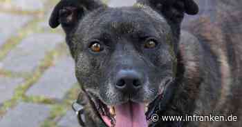 Tierheim Bamberg: Boxer-Schäferhund Sky sucht jemanden, der ihm Sicherheit gibt