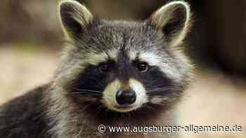 Waschbär in der Nacht im Schlafzimmer: Polizei muss eingreifen