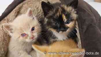 Tierschutz Oberes Nagoldtal: Freilaufende Katzen oft spät gemeldet