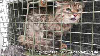 Warum Salzgitters Straßenkatzen Tierschützern Sorge bereiten